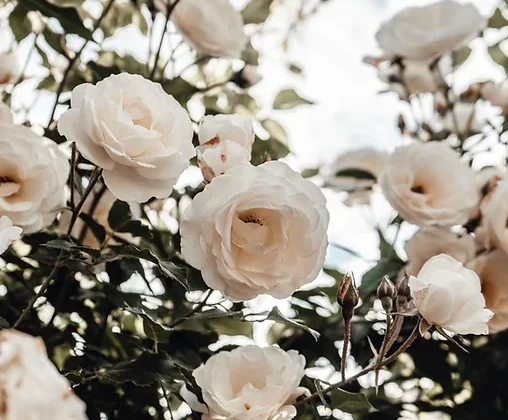 Weiße Rosen aus dem Garten Geschenkideen zum 10. Hochzeitstag