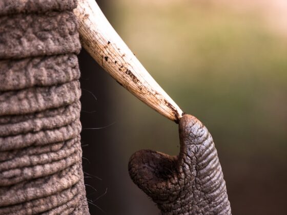 shallow focus photography of elephant touching tusk Elfenbein Elfenbeinhochzeit