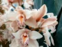 17 jahre verheiratet - 17. hochzeitstag - Orchideenhochzeit
